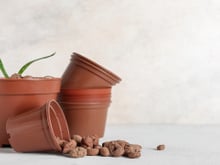 Não jogue fora vasos de plástico velhos, eles ainda serão muito úteis para você no jardim: veja como utilizá-los