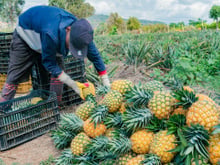 Capital do abacaxi: essa cidade brasileira colhe mais de 9 milhões de frutos todos os anos, movimenta a economia local e atrai pela qualidade de vida