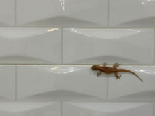 É isso que significa aparecer lagartixas na sua casa com frequência, de acordo com a ciência