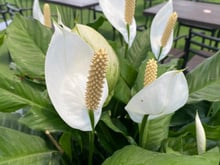 Como cuidar do lírio-da-paz: a planta quase imortal que purifica o ar e floresce o ano todo