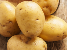 Muda de batata: estou feliz da vida com as batatinhas que plantei no vaso em casa e vou te ensinar como fazer