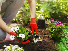 O ingrediente secreto para fazer suas plantas lotarem de tantas flores está no armário da cozinha e você nem faz ideia