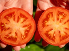 Especialistas concordam: os tomates estão perdendo o sabor devido ao surgimento de novas variedades que não são as tradicionais