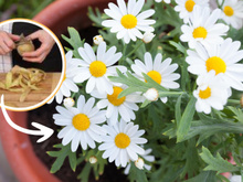 Veja como a casca de batata pode nutrir a sua margarida