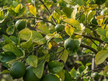 Limoeiro com folhas amareladas? Veja como recuperar com um remédio caseiro simples
