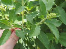 O manjericão terá folhas maiores e mais saudáveis com essa etapa de 5 segundos uma vez por semana