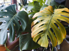 Minha costela-de-Adão está manchada, e agora? Aqui estão os motivos por que isso acontece e como resolver