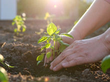 Cultive seu manjericão mais rápido com estes 2 ingredientes que você já tem na cozinha