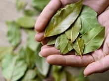 Aqui estão os motivos para você colocar folhas de louro na gaveta de roupas agora!