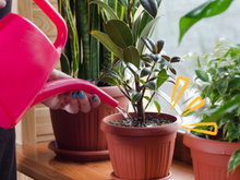 Passo a passo para iniciantes: como plantar em vaso com dicas para quem ainda não sabe nada sobre o assunto