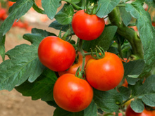 Pouca gente sabe, mas essa técnica alemã de jardinagem pode dobrar a produção dos seus tomates