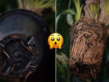 Palavra de jardineira: essa é a hora certa de trocar a sua planta de vaso
