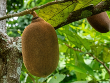 Como ter mais disposição usando apenas uma fruta da Amazônia no café da manhã