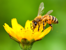 O que significa aparecer abelhas na sua casa com frequência, mesmo sem ter flores ou comida por perto?