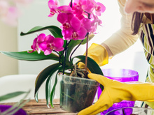 Como reviver uma orquídea: aqui estão os segredos para fazê-la florescer novamente