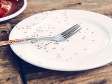 Diga adeus às formigas na sua comida! Veja como se livrar de uma colônia de formigas usando apenas detergente de louça misturado com este produto – funciona mesmo!