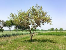 O limoeiro ficou para trás: essa a árvore frutífera é ideal para o seu quintal porque não racha o chão e ainda faz sombra