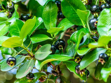 Frutinha de nome engraçado, conhecida como "cereja da Mata Atlântica", costuma passar batida em centros urbanos, mas basta provar para se encantar por seu sabor