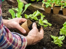 Tudo que você precisa saber para plantar alface em casa e ter sempre folhas frescas nas refeições