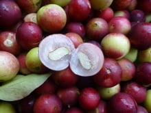 Plantas alimentícias não convencionais: nutricionista tira dúvidas