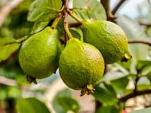 9 maneiras de cultivar goiaba em casa e colher as suas próprias no seu quintal