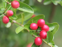 Faz o azedo parecer doce: a fruta-do-milagre está dando o que falar na internet por mudar o sabor