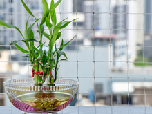 Plante bambu da sorte na água: 5 dicas de cultivo e de como usá-lo na decoração