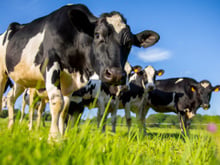Cowgorithm: a IA fazendeira que comanda vacas pelo celular e economiza horas de trabalho no agro