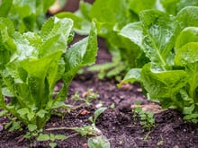 Chicória e a escarola: confira as diferenças e os benefícios para a saúde