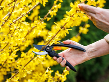 Muitas pessoas cortam as flores murchas do jeito errado: esse erro pode impedir a planta de produzir novos botões