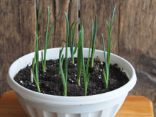 Estou encantada com essas dicas de como plantar alho e cebola em vaso, finalmente estou vendo resultado