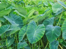 Benefícios da taioba para a saúde: confira