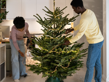 Plantas natalinas: descubra as melhores para decorar a sua casa no Natal