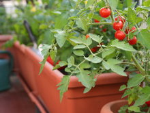 Plante tomate em casa: só quando a gente planta e colhe minutos antes da salada é que a gente se dá conta do verdadeiro sabor