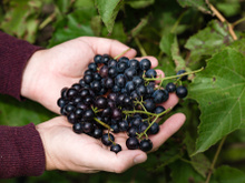 Elas têm muitas sementes e casca mais grossa: conheça as diferenças entre as uvas para vinho e as variedades que encontramos nas feiras