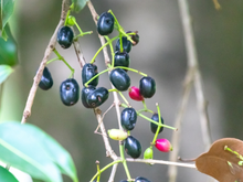 Parece chiclete de tutti-frutti: essa fruta exótica que nasce em árvore é rica em antioxidantes e fácil de cultivar