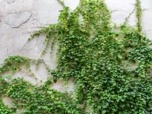 Ignorada por muitos, essa planta nasce sozinha em muros, é fonte de proteína e surpreende na cozinha