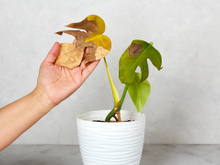 Minhas plantas sempre queimavam no calor, até que fiz 4 ajustes simples que mudaram tudo