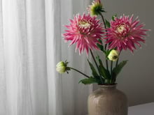 Quais são as melhores flores de verão para ter nesta época do ano?