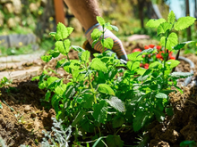 Uma das responsáveis por combater a insônia e a ansiedade pode estar em seu quintal: veja como plantar erva-cidreira