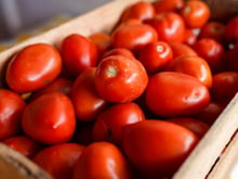 Faz mal comer tomate mole? Veja como saber se o alimento está estragado e quando não precisa jogar fora