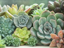 5 problemas que as suculentas podem apresentar e como resolvê-los