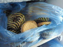 Dicas infalíveis para congelar doces e aproveitar por muito mais tempo