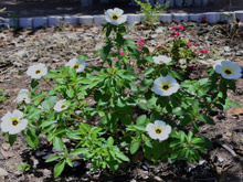 Nem ora-pro-nóbis, nem peixinho-da-horta: conheça a chanana, planta comestível que também é medicinal