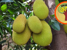 Doação gratuita de jaca acontece na Quinta da Boa Vista no dia 28 a partir das 8h