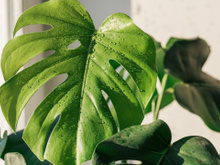 Os segredos para deixar a costela-de-adão saudável e vibrante; a planta vai ficar bonita o ano todo!