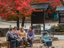 É isso que os centenários de uma ilha no Japão comem no lugar do pão e você pode plantar em casa