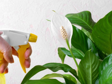 Com esse truque simples você vai saber o momento certo de regar o lírio-da-paz: cultivo dessa planta que é ótima para ter em casa é fácil