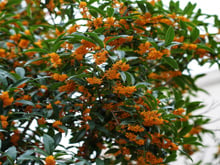 Adeus aromatizador: a árvore mais perfumada do mundo pode perfumar sua casa inteira e o TudoGostoso te ensina a cultivar