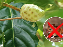 Fruta funciona como repelente natural de ratos em casa: mantenha os roedores longe com esse método natural